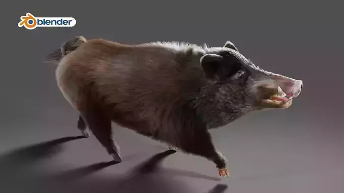 Fur Black Wild Boar Rigged V06 in Blender