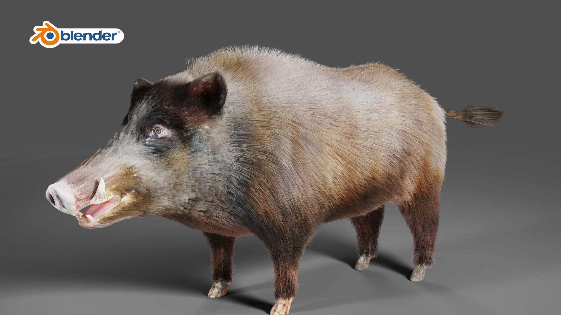 Fur Black Wild Boar Rigged V06 in Blender Low-poly 3D model_8
