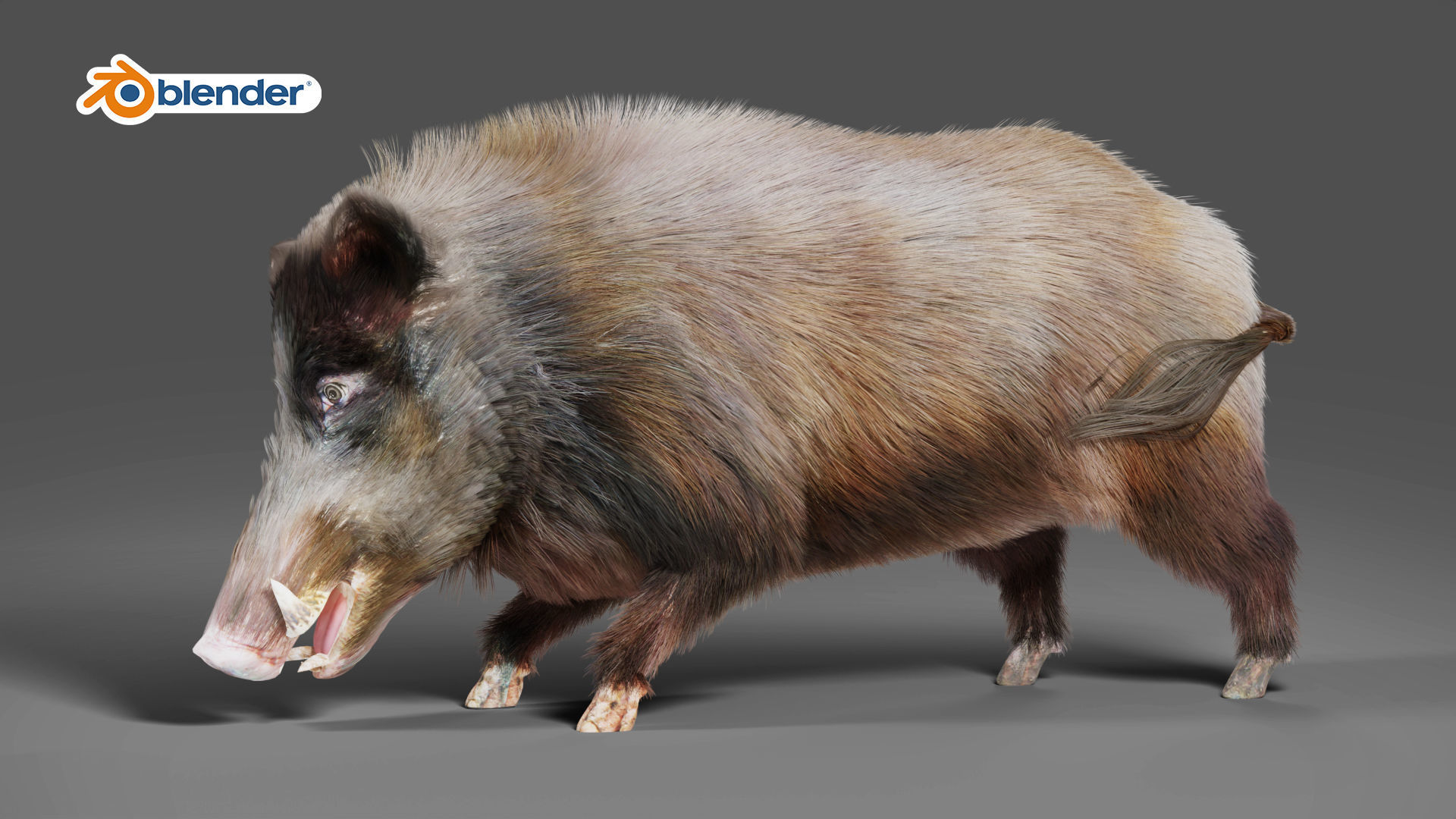 Fur Black Wild Boar Rigged V06 in Blender Low-poly 3D model_2