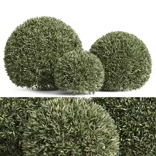 Plants collection 857