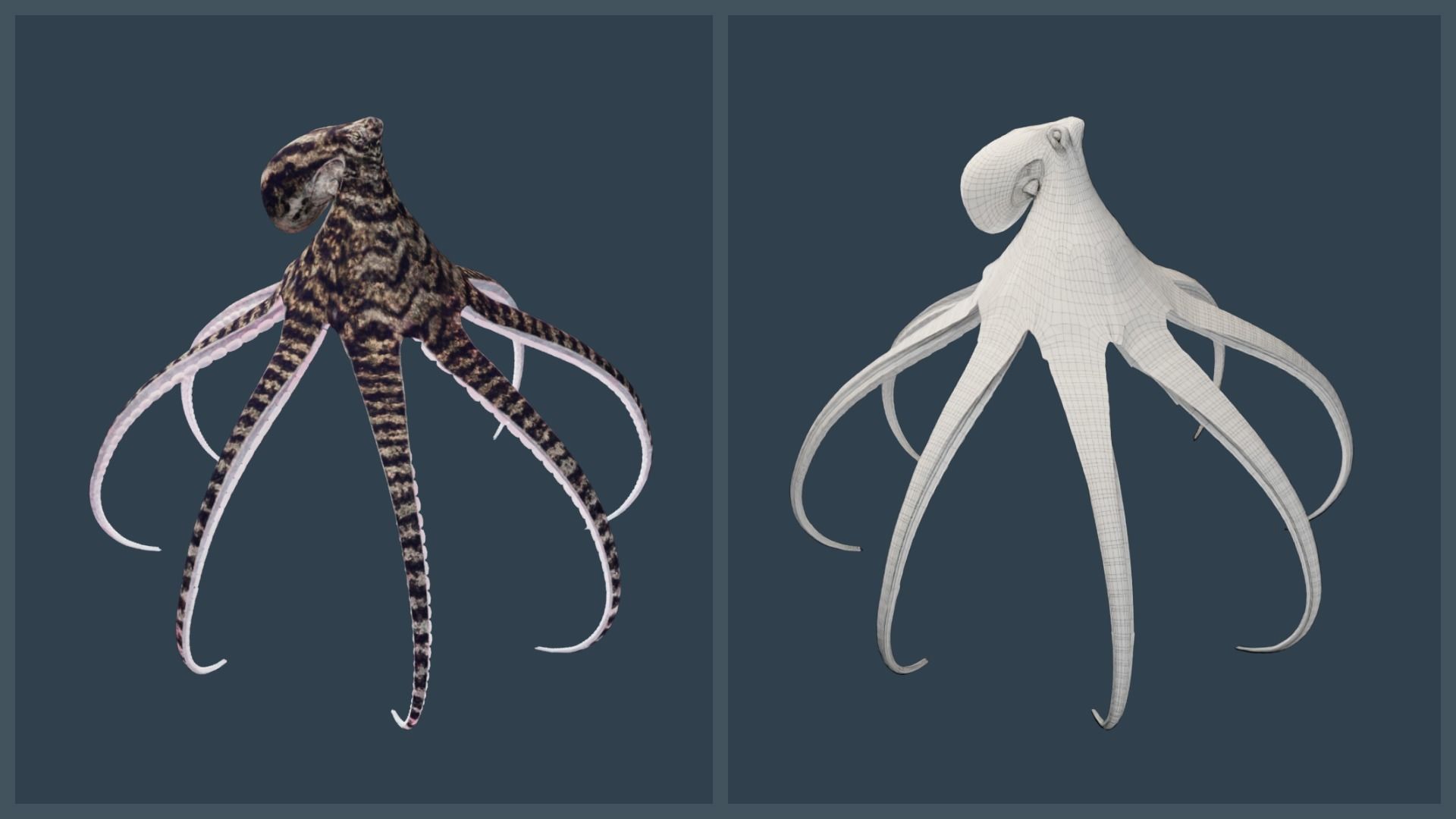 Animated Mimic Octopus Low-poly 3D model_15