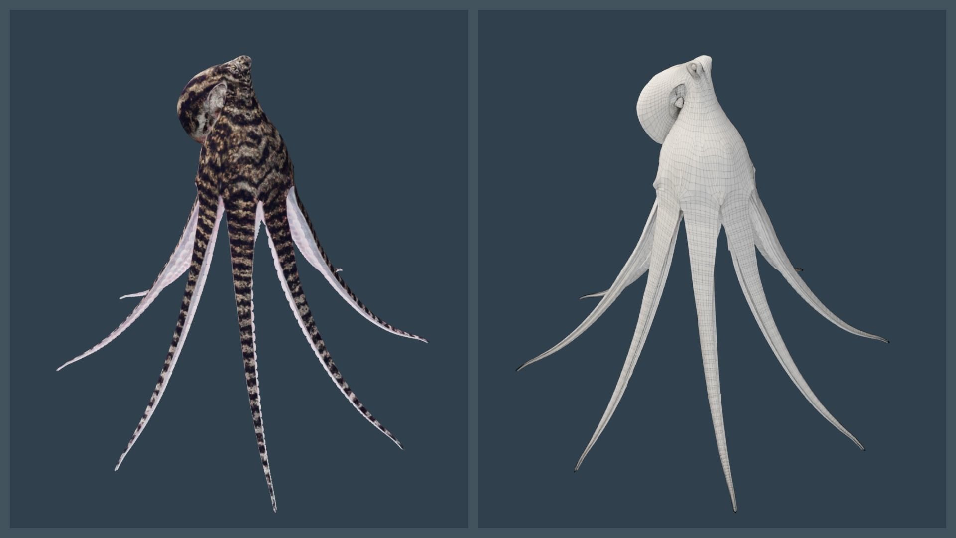 Animated Mimic Octopus Low-poly 3D model_18