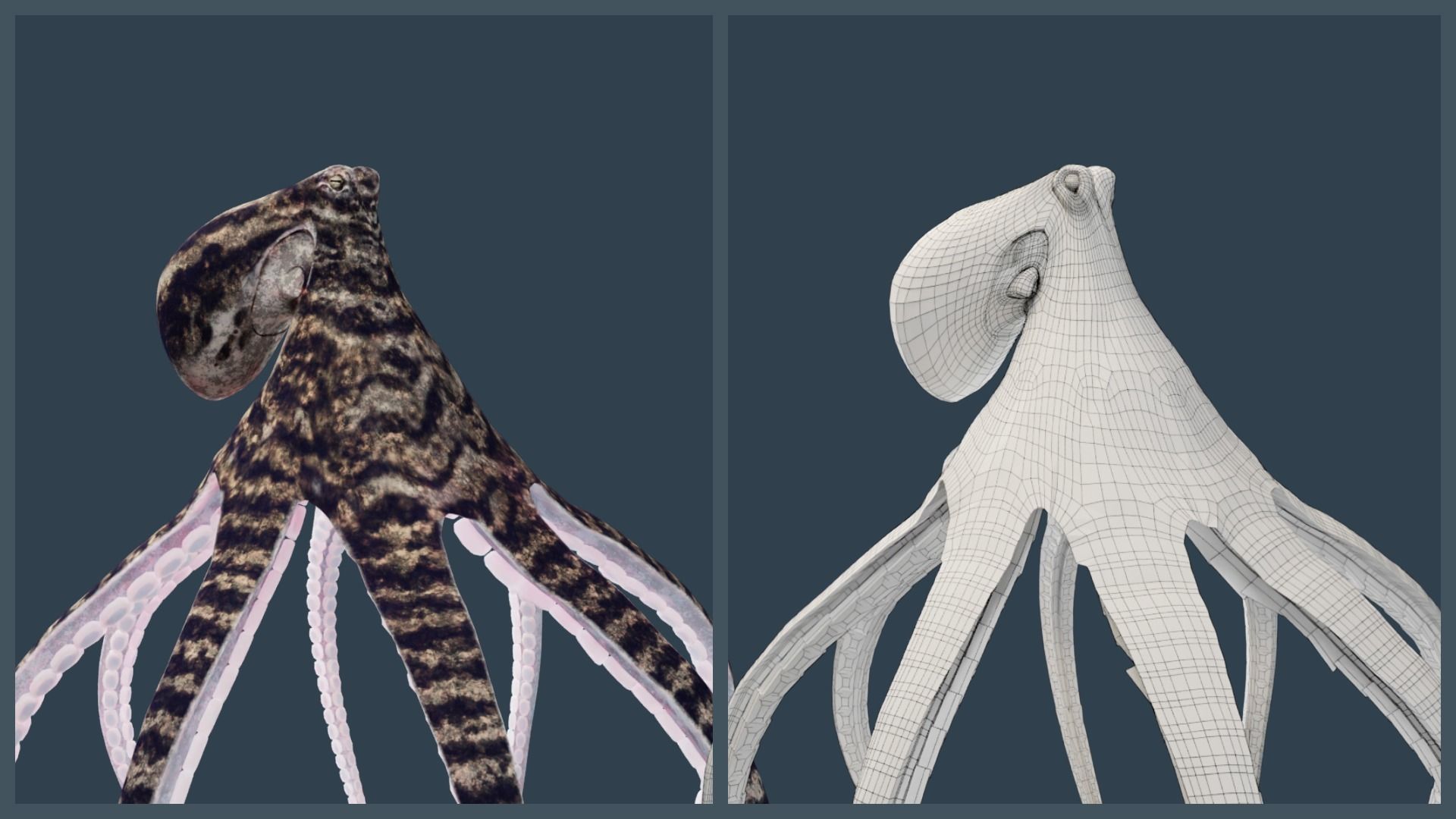 Animated Mimic Octopus Low-poly 3D model_4