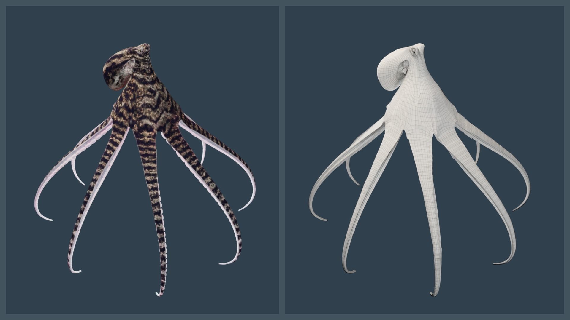 Animated Mimic Octopus Low-poly 3D model_16