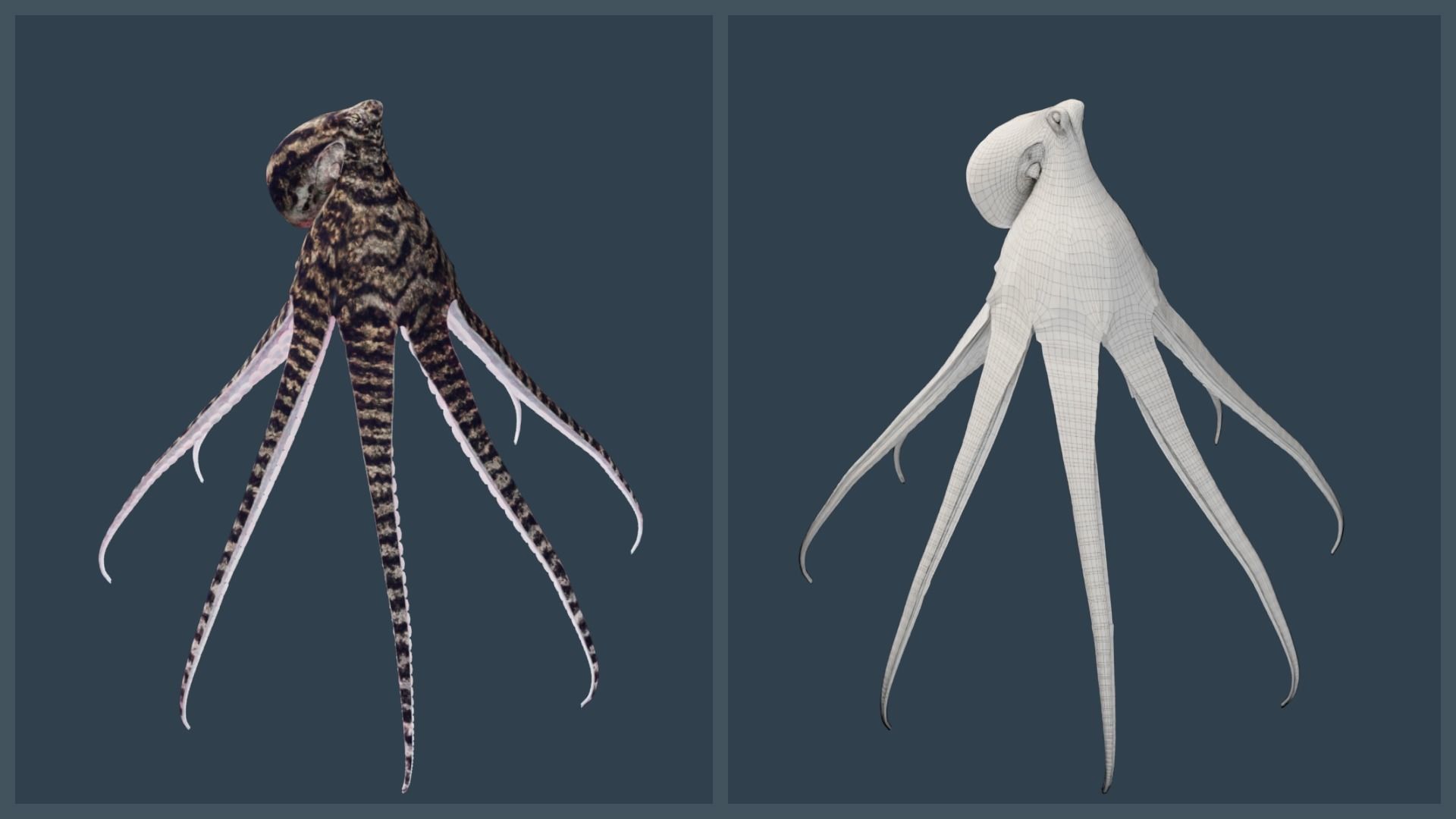 Animated Mimic Octopus Low-poly 3D model_17