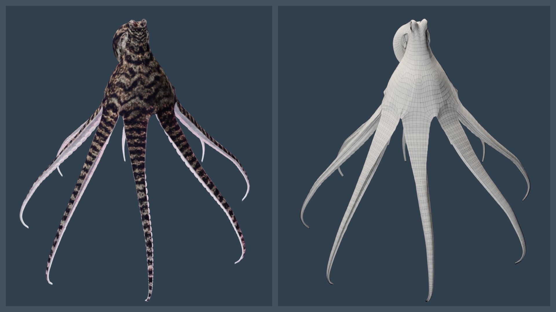 Animated Mimic Octopus Low-poly 3D model_3