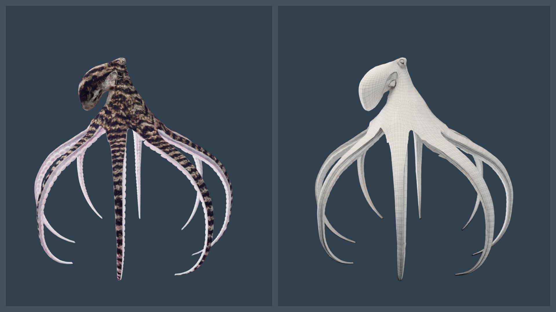 Animated Mimic Octopus Low-poly 3D model_6
