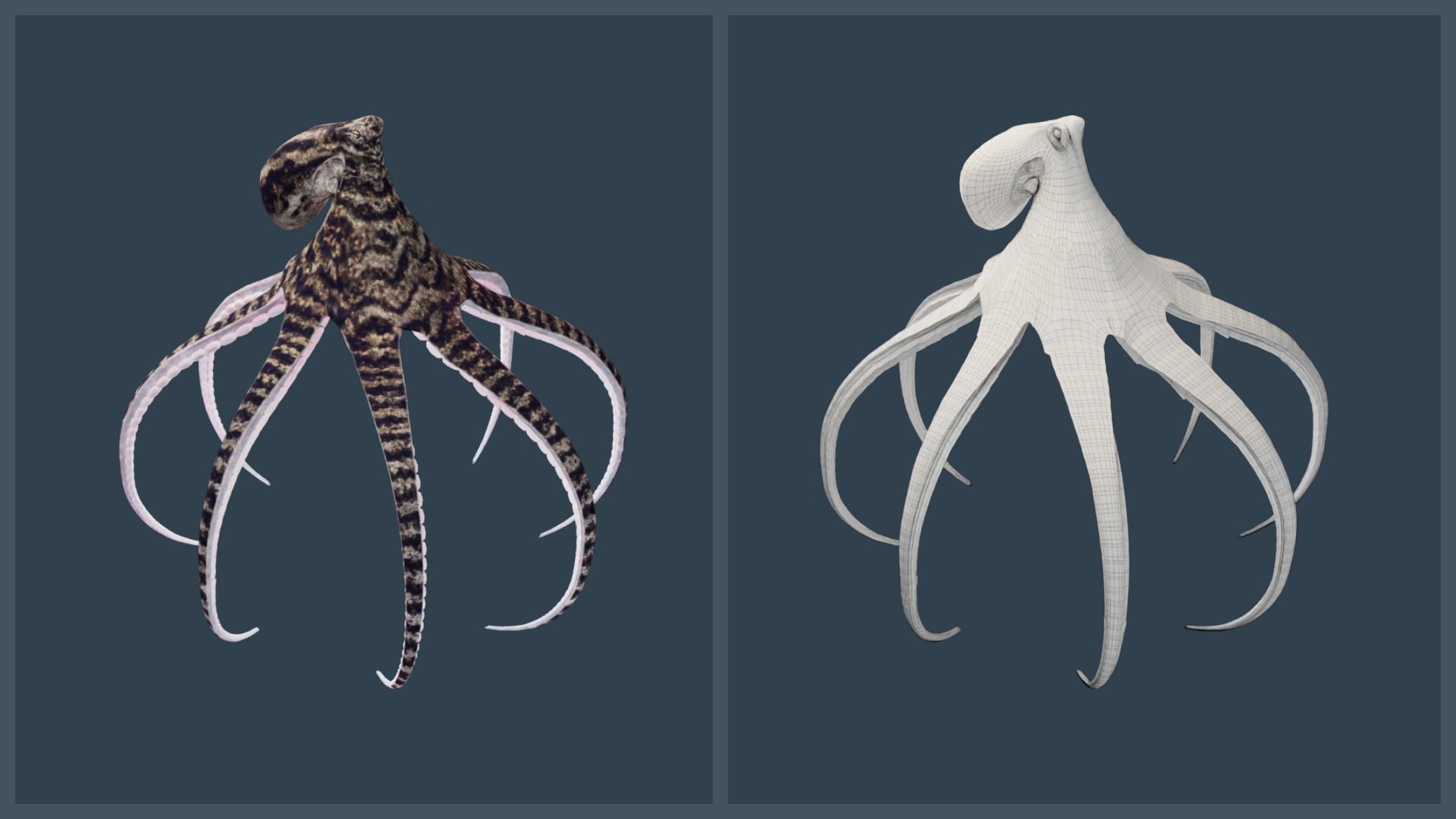 Animated Mimic Octopus Low-poly 3D model_14