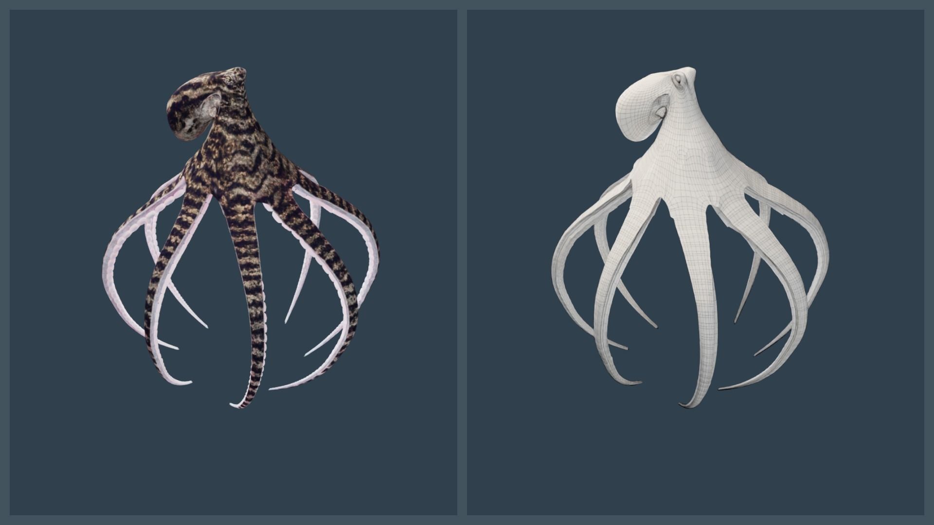 Animated Mimic Octopus Low-poly 3D model_13