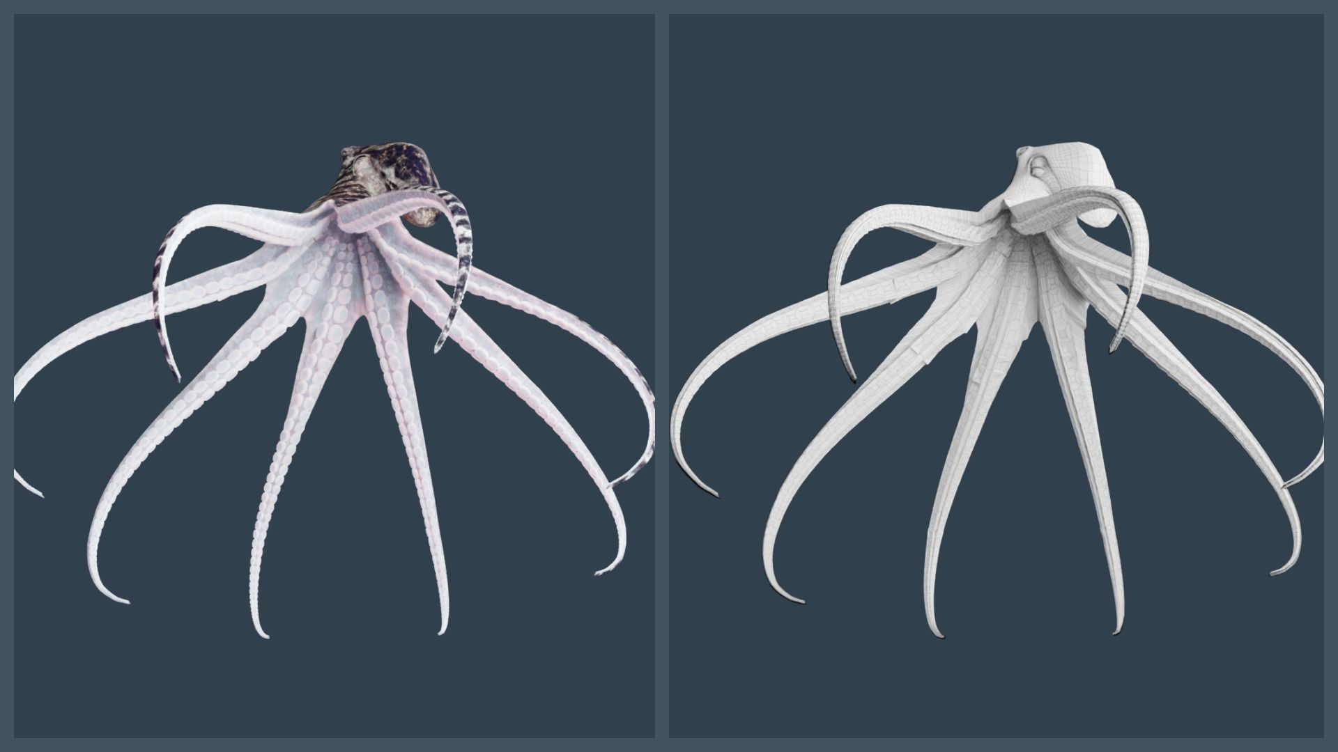 Animated Mimic Octopus Low-poly 3D model_5