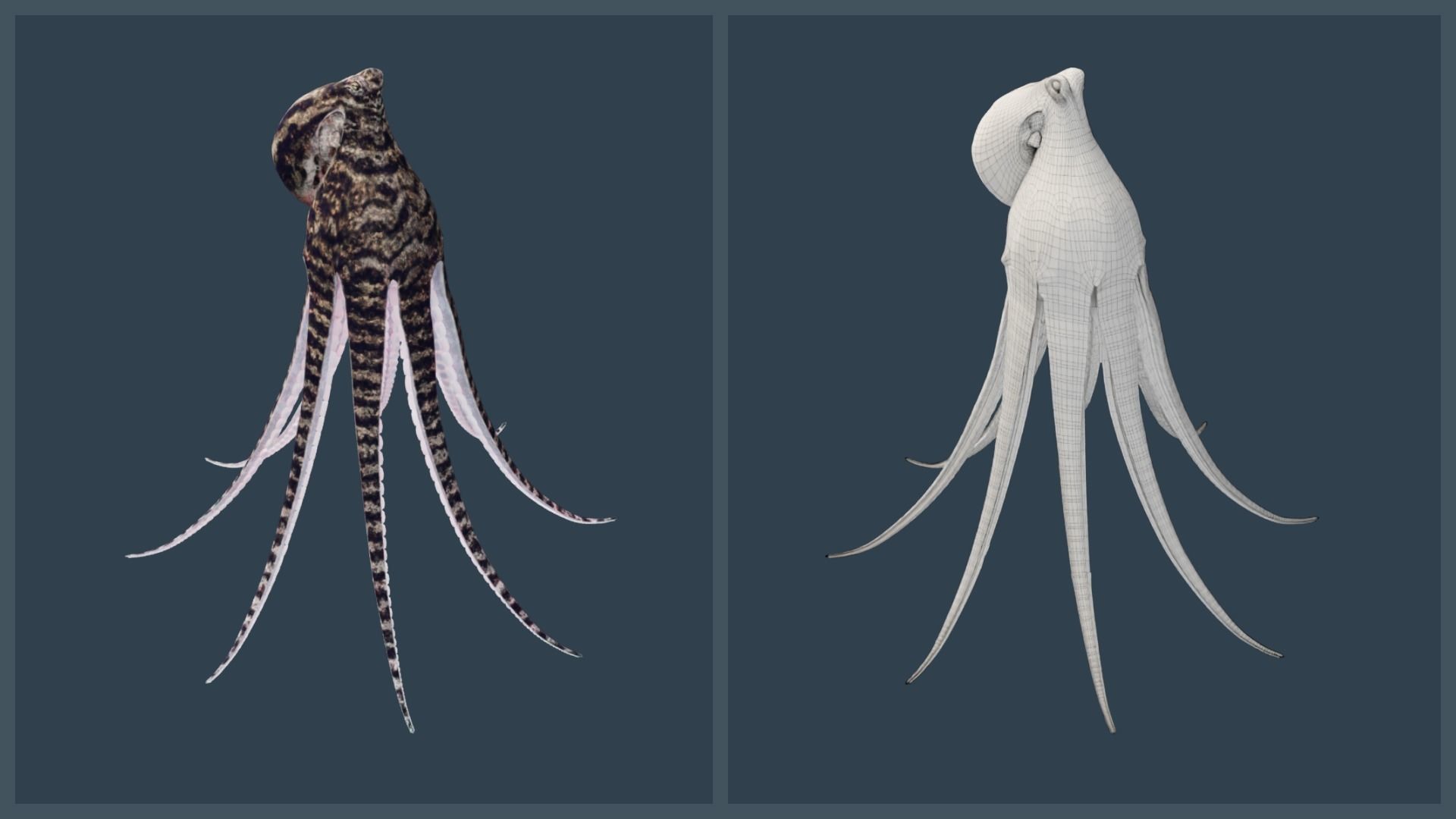 Animated Mimic Octopus Low-poly 3D model_19