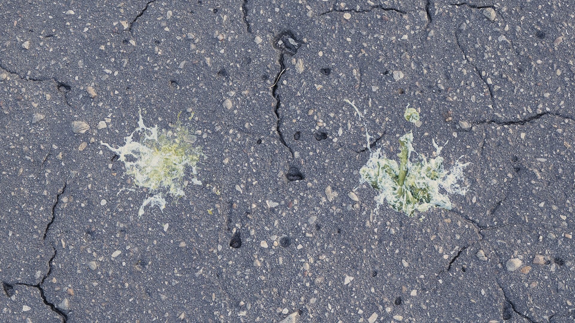 Bird Droppings Decal Textures Texture_9