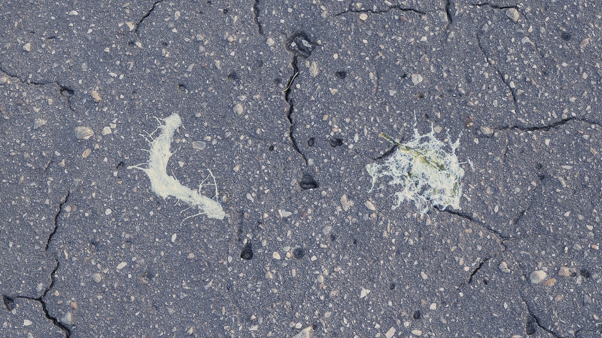 Bird Droppings Decal Textures Texture_8