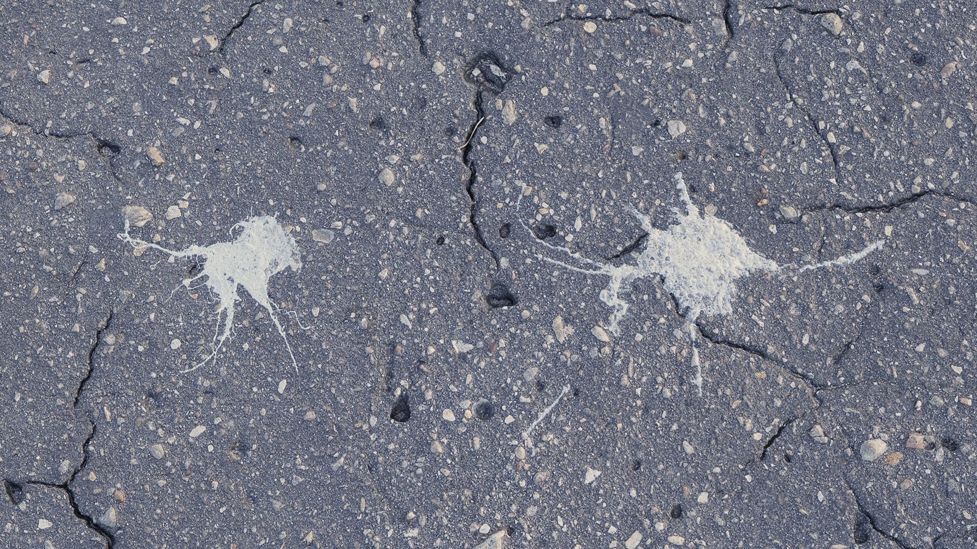 Bird Droppings Decal Textures Texture_5