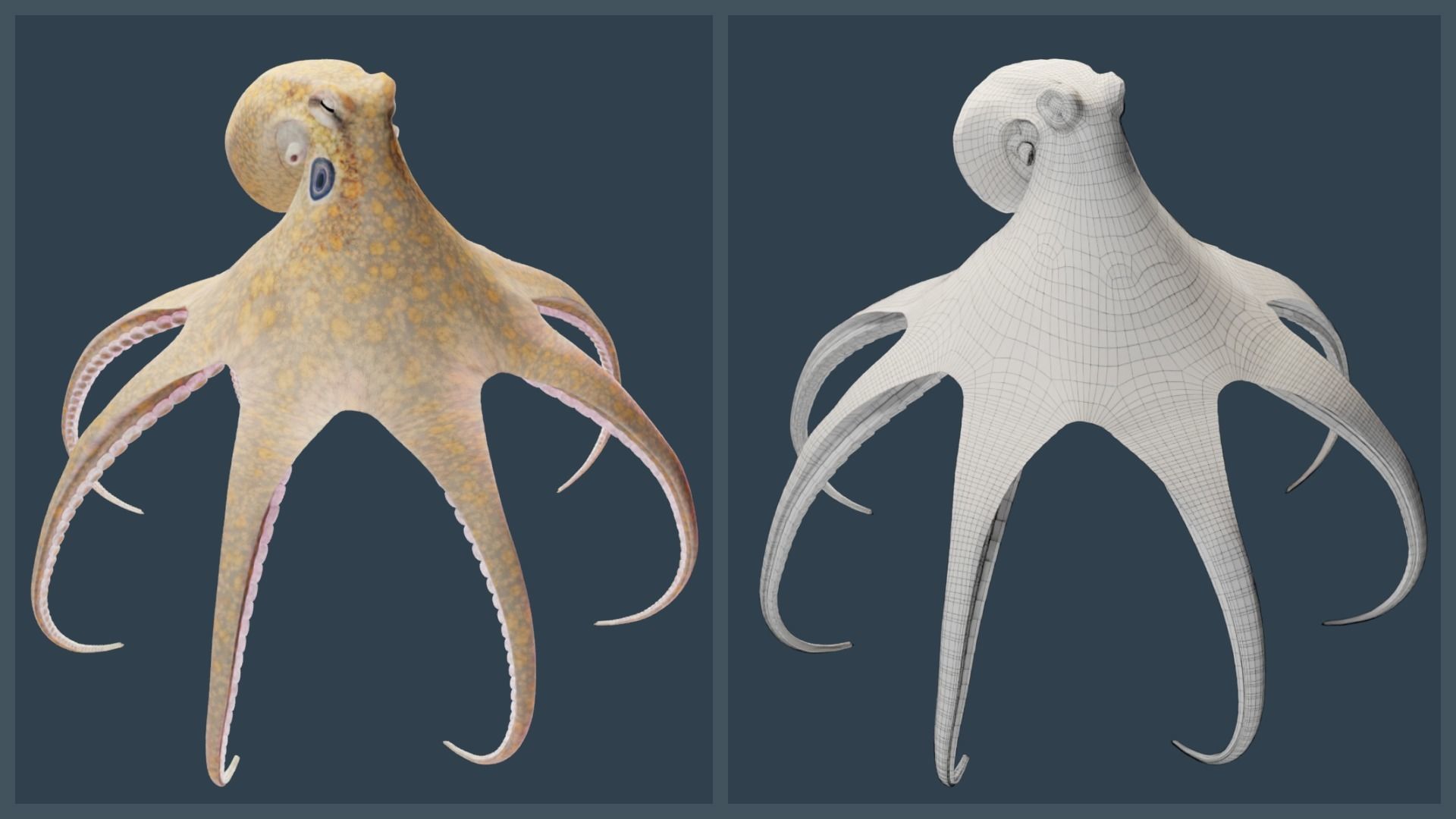 Animated California Two-Spot Octopus Low-poly 3D model_3