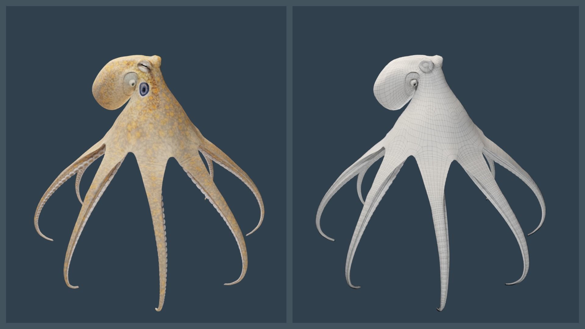 Animated California Two-Spot Octopus Low-poly 3D model_16