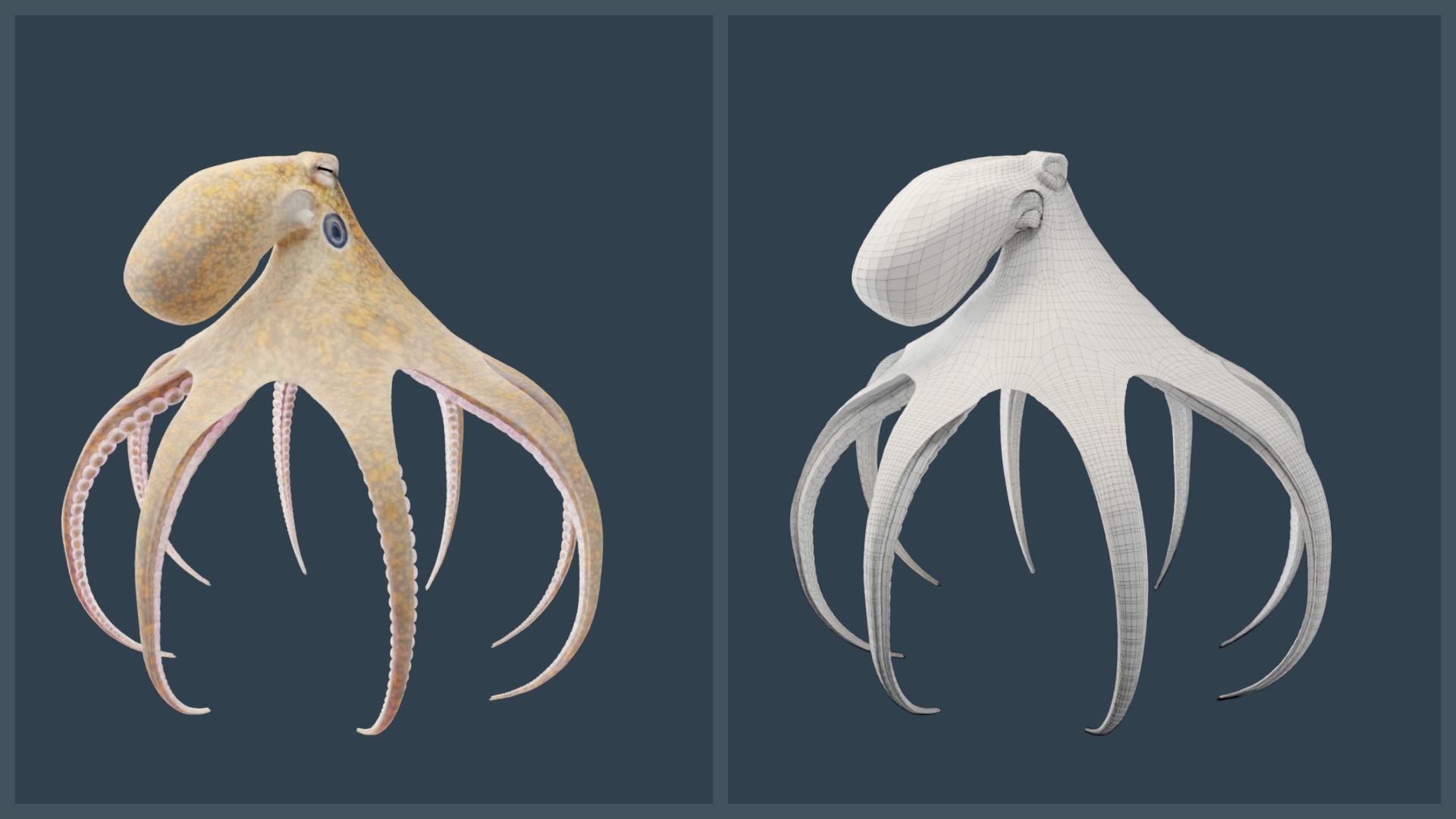 Animated California Two-Spot Octopus Low-poly 3D model_6