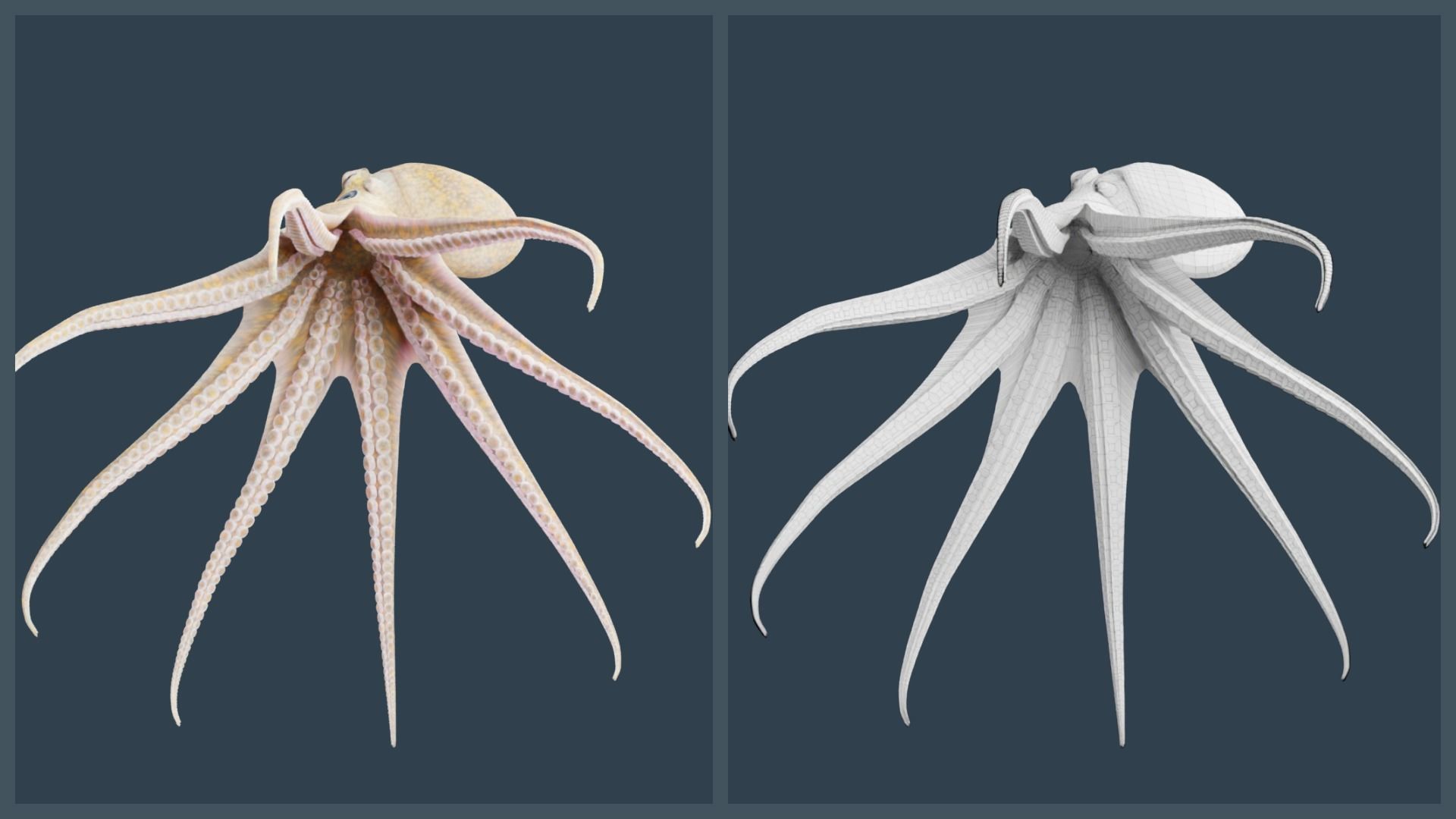 Animated California Two-Spot Octopus Low-poly 3D model_4