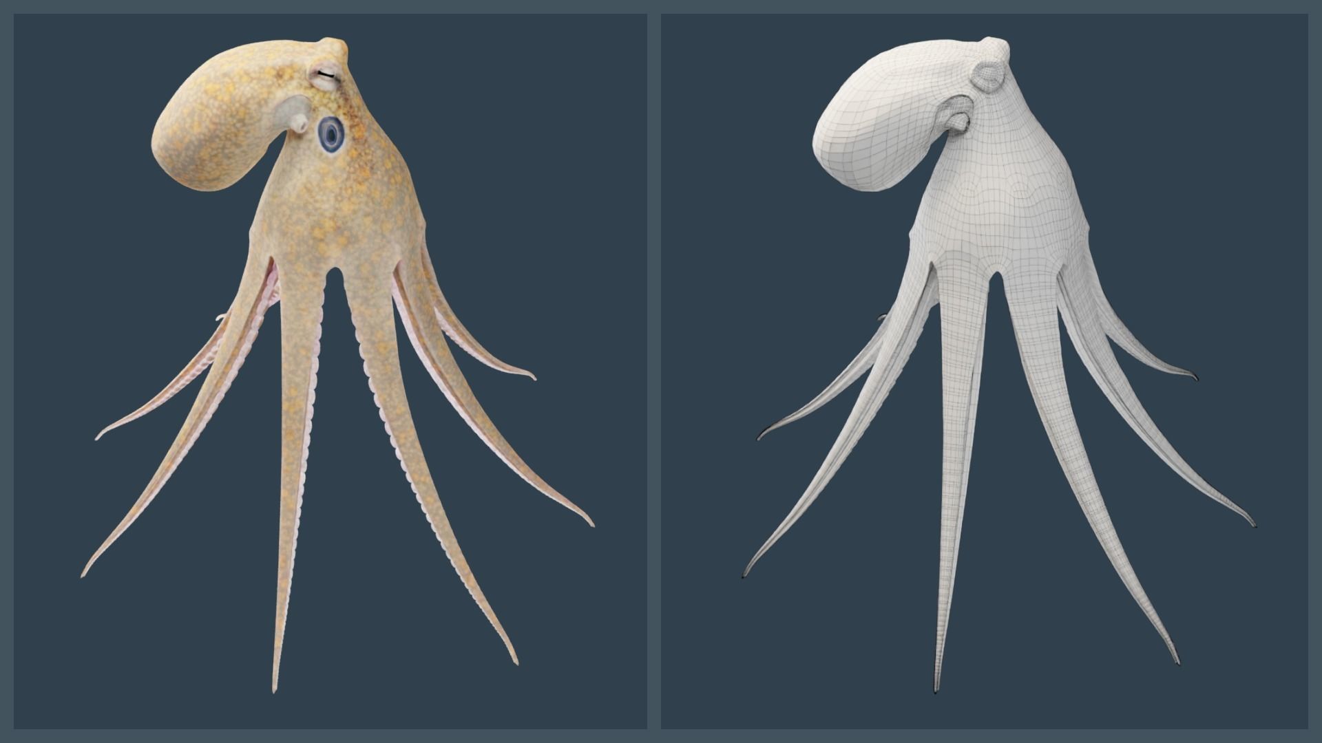 Animated California Two-Spot Octopus Low-poly 3D model_2