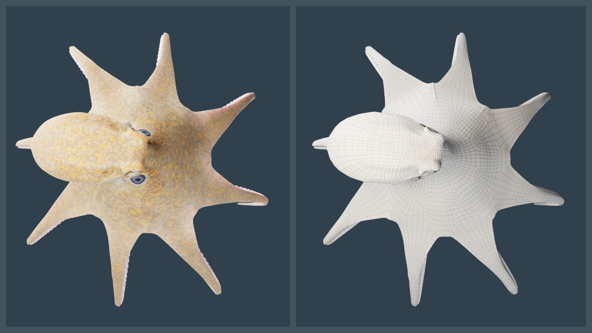 Animated California Two-Spot Octopus Low-poly 3D model_5