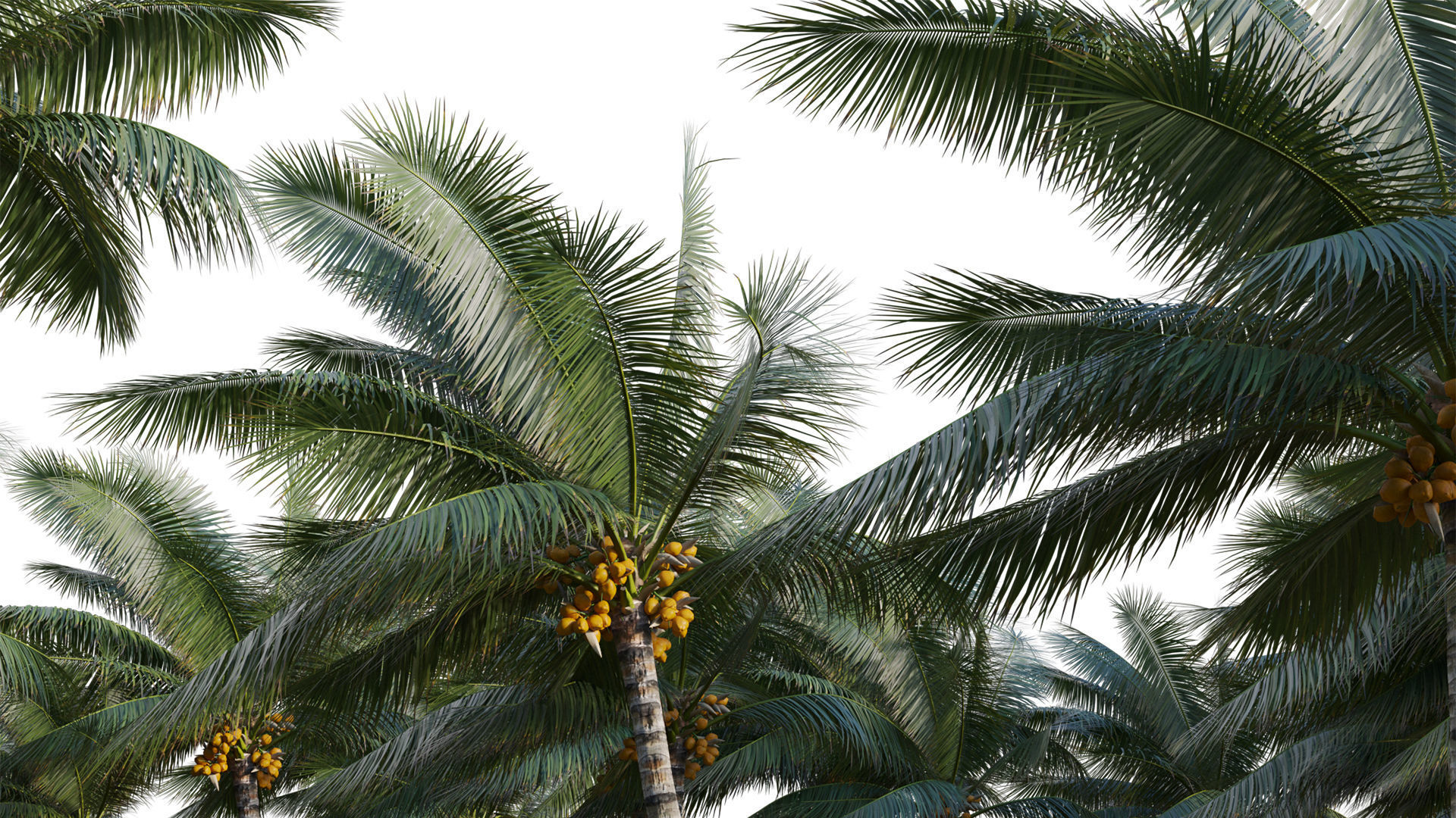 Cocos nucifera - Coconut 06 3D model_5