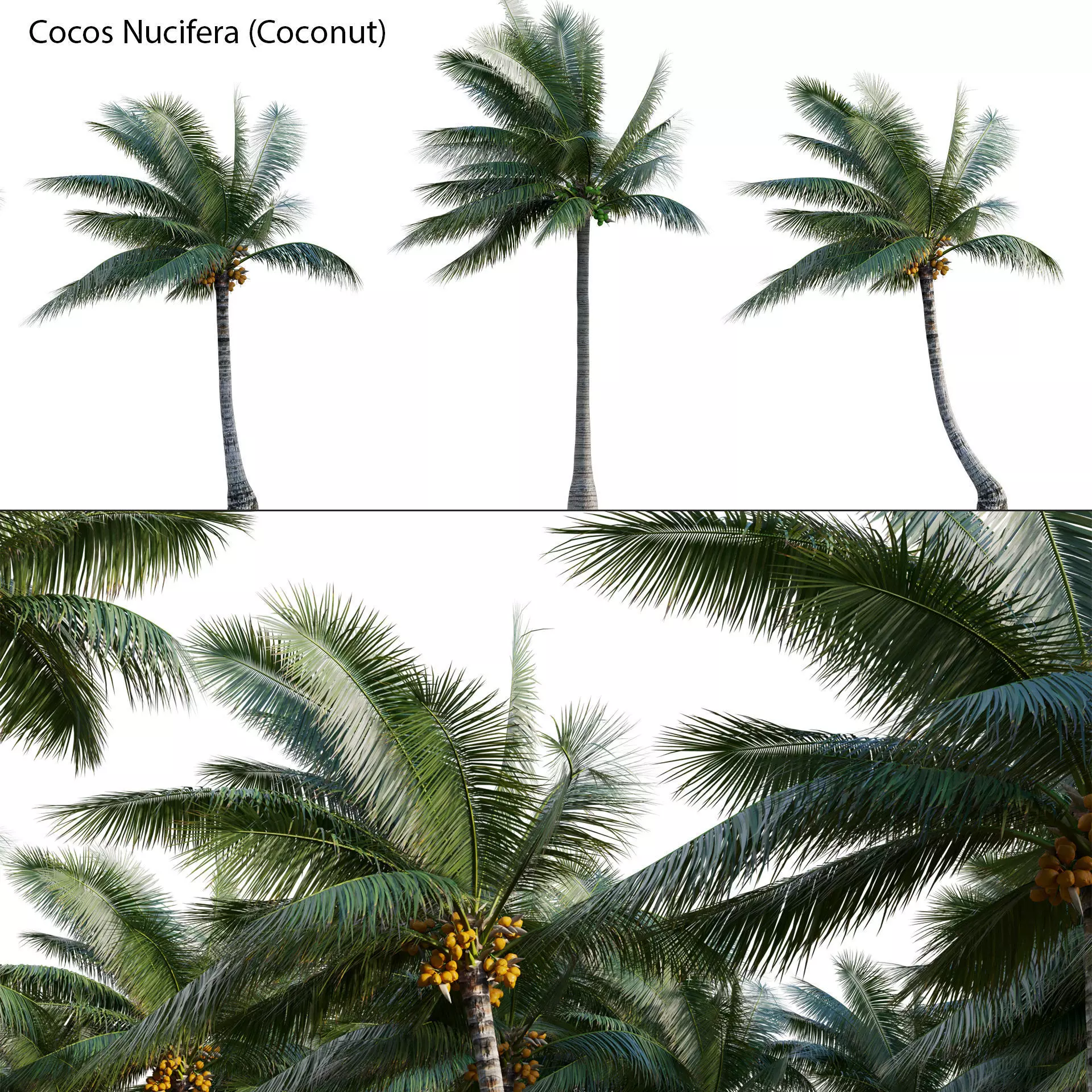 Cocos nucifera - Coconut 06 3D model_0