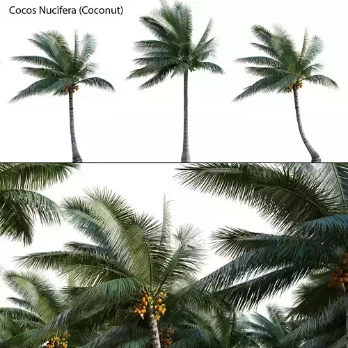 Cocos nucifera - Coconut 06