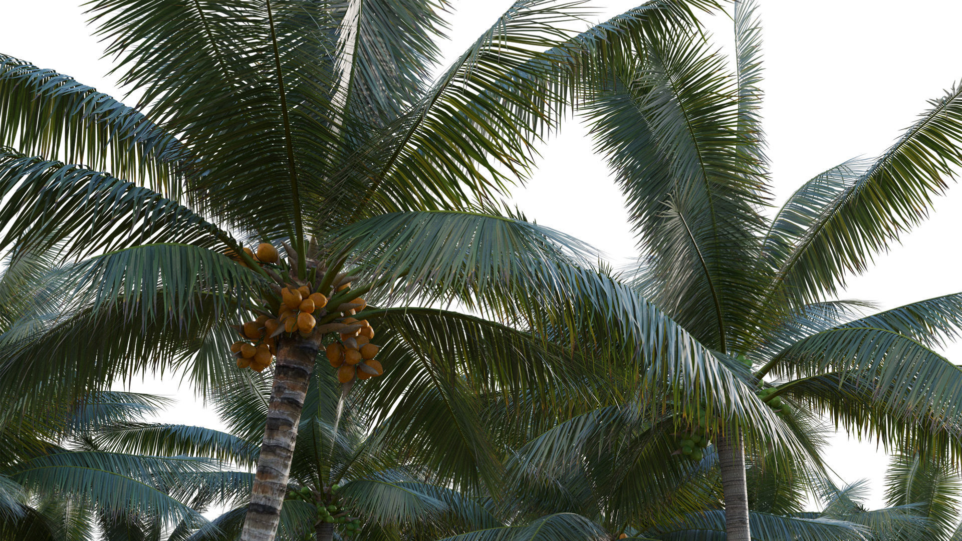 Cocos nucifera - Coconut 06 3D model_3