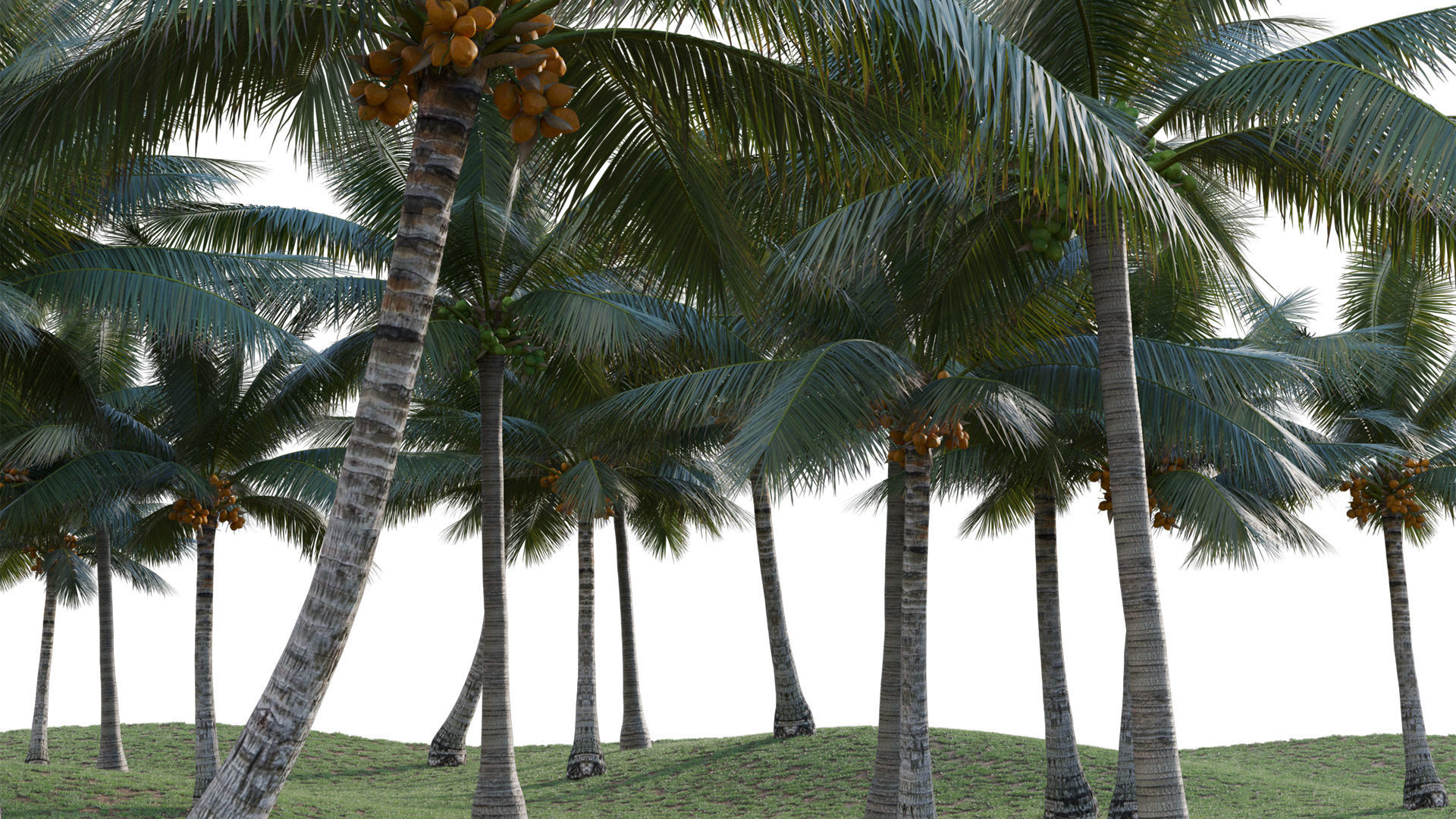 Cocos nucifera - Coconut 06 3D model_4