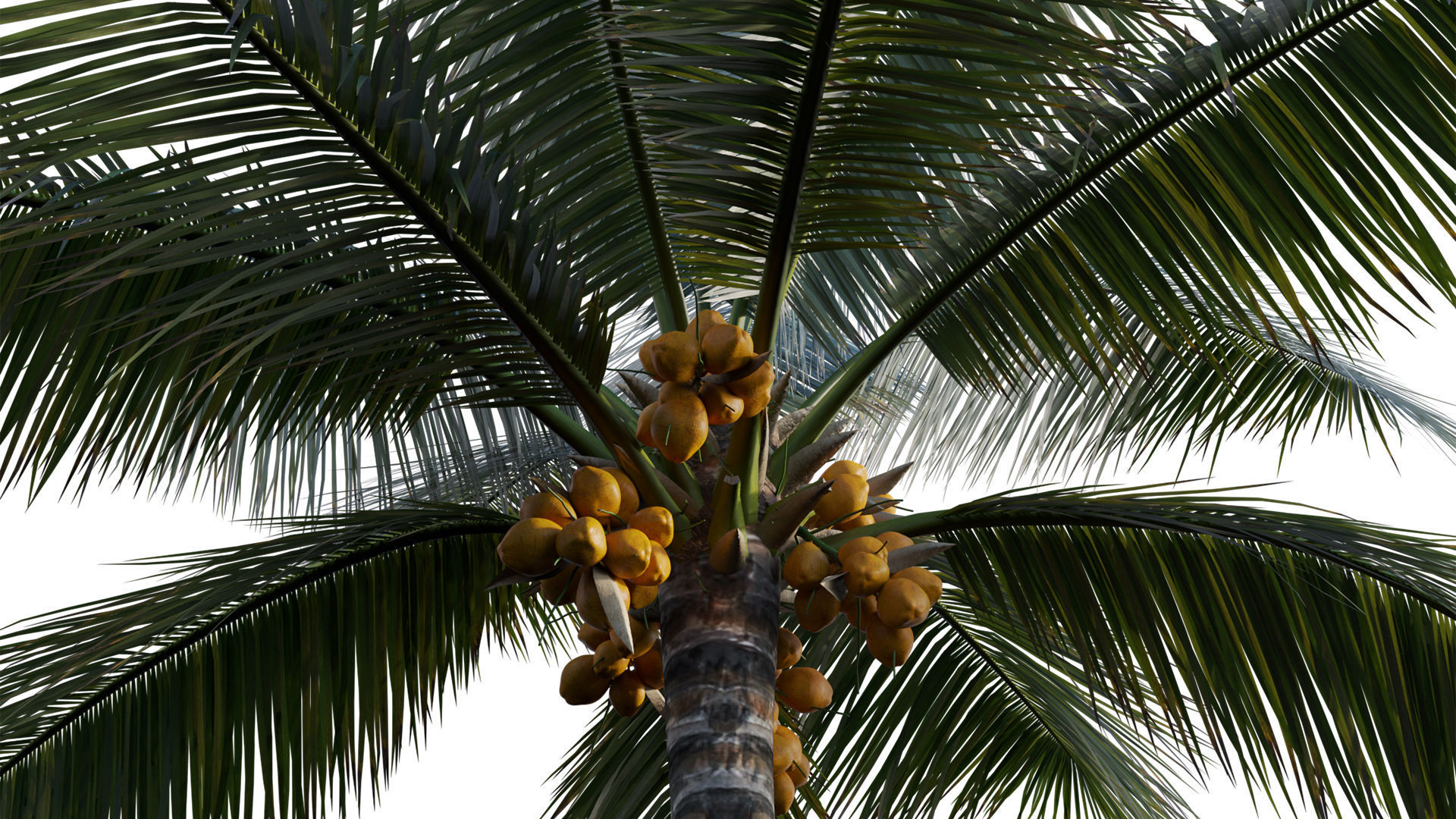 Cocos nucifera - Coconut 06 3D model_2