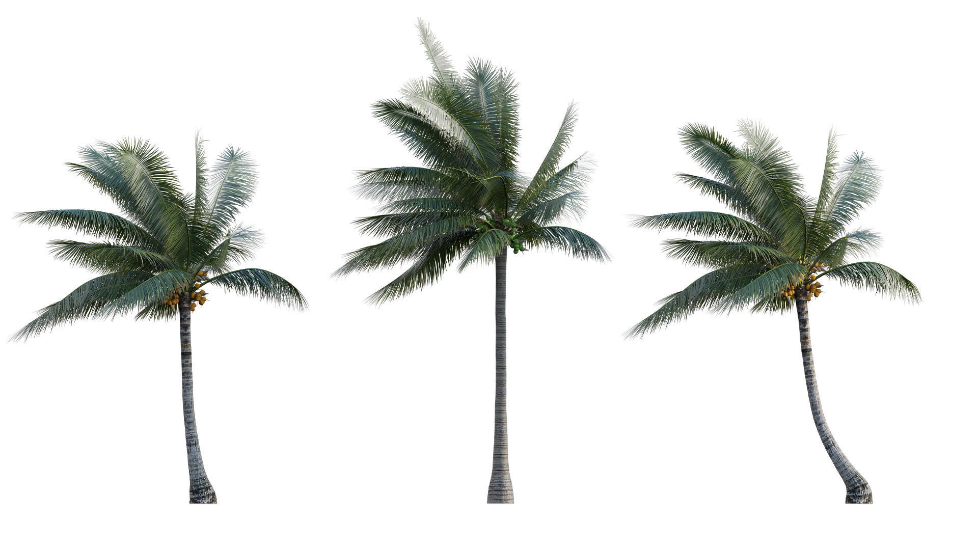 Cocos nucifera - Coconut 06 3D model_1