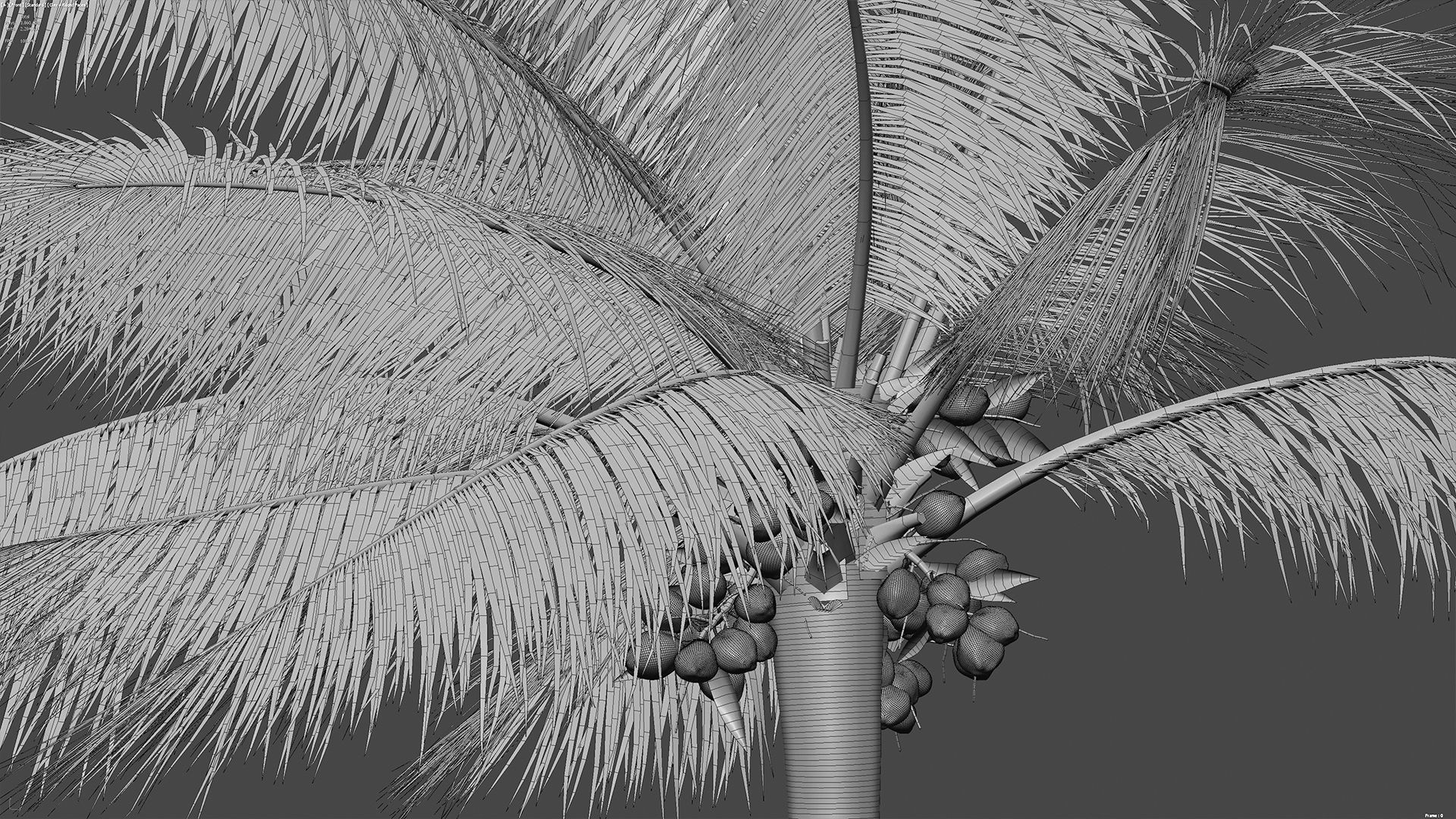 Cocos nucifera - Coconut 06 3D model_7