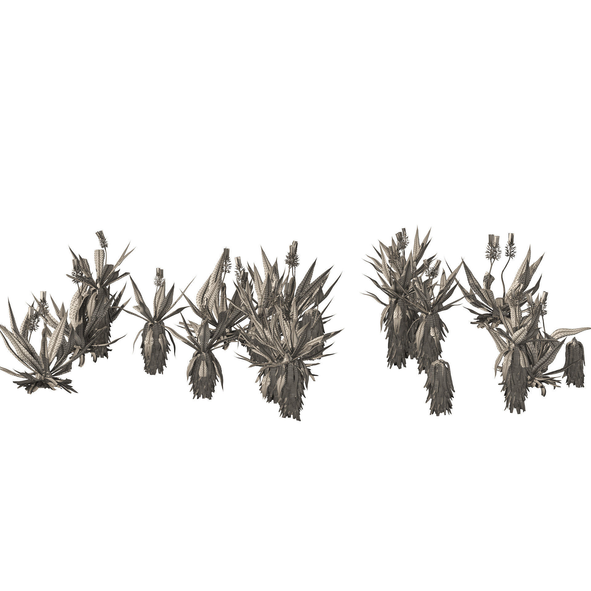 Aloe Vera Cluster 3D model_5