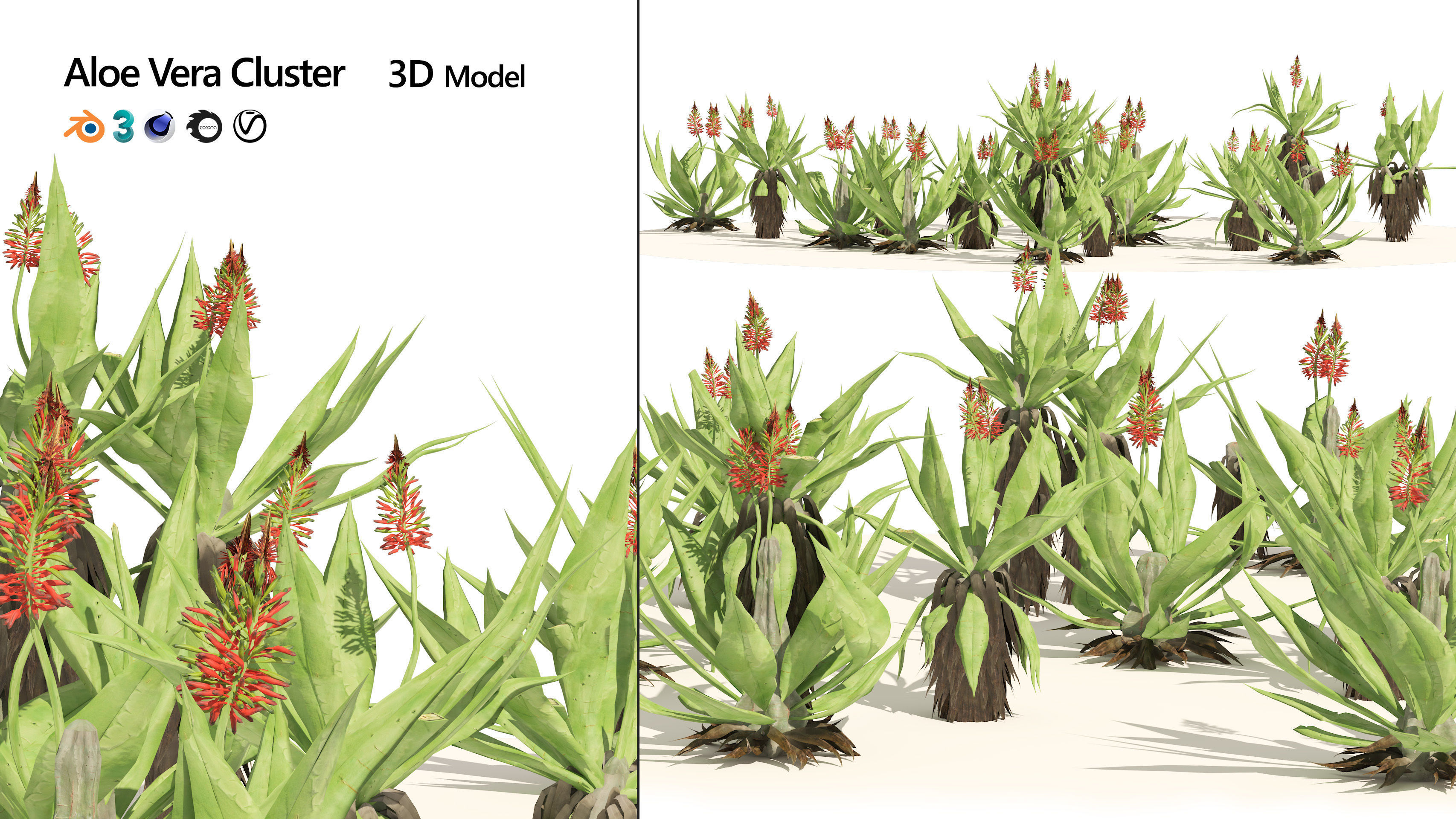 Aloe Vera Cluster 3D model_4