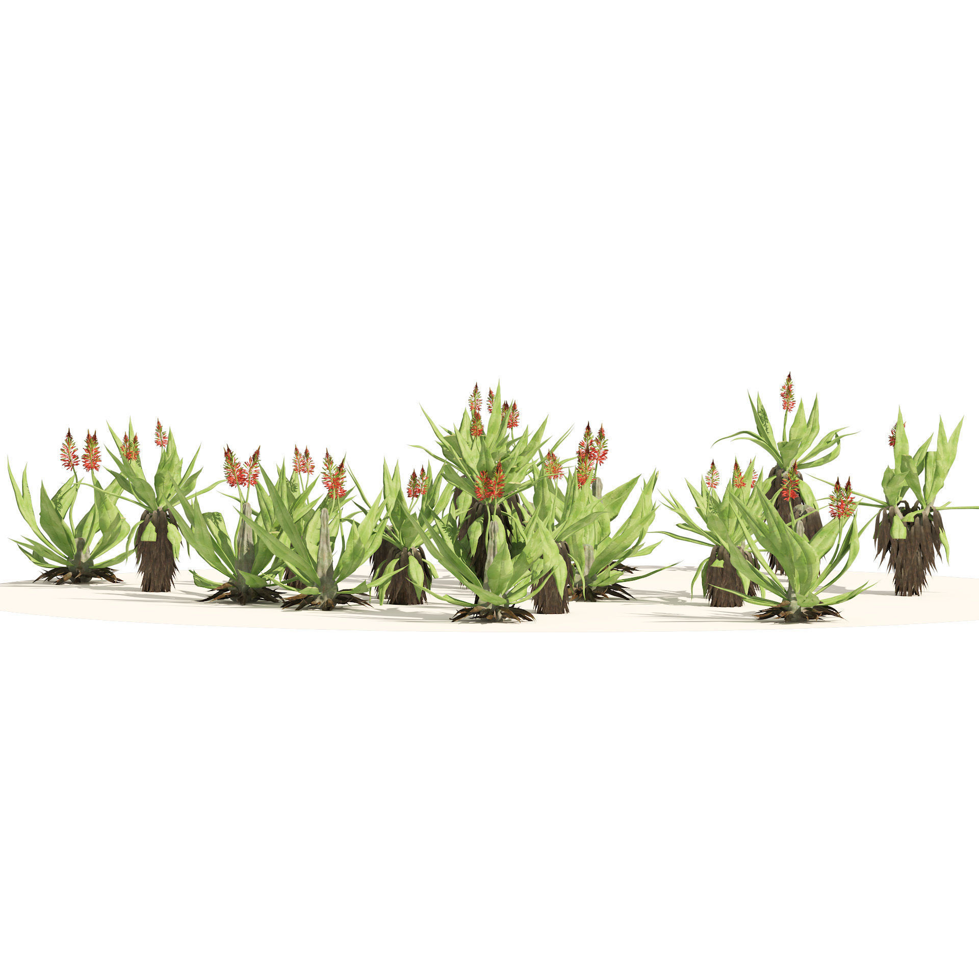 Aloe Vera Cluster 3D model_2