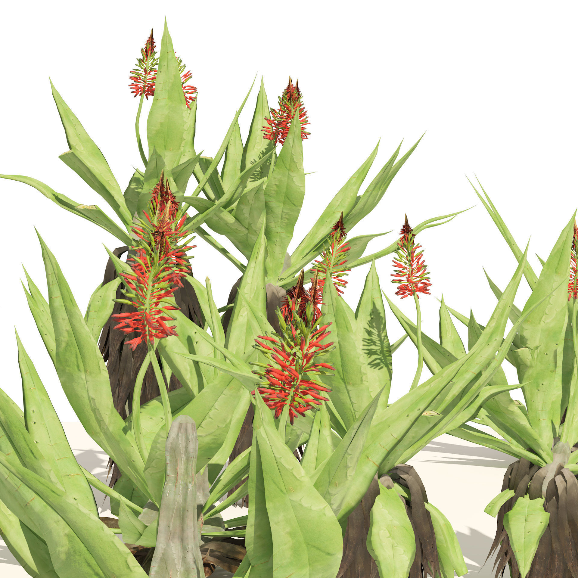 Aloe Vera Cluster 3D model_1