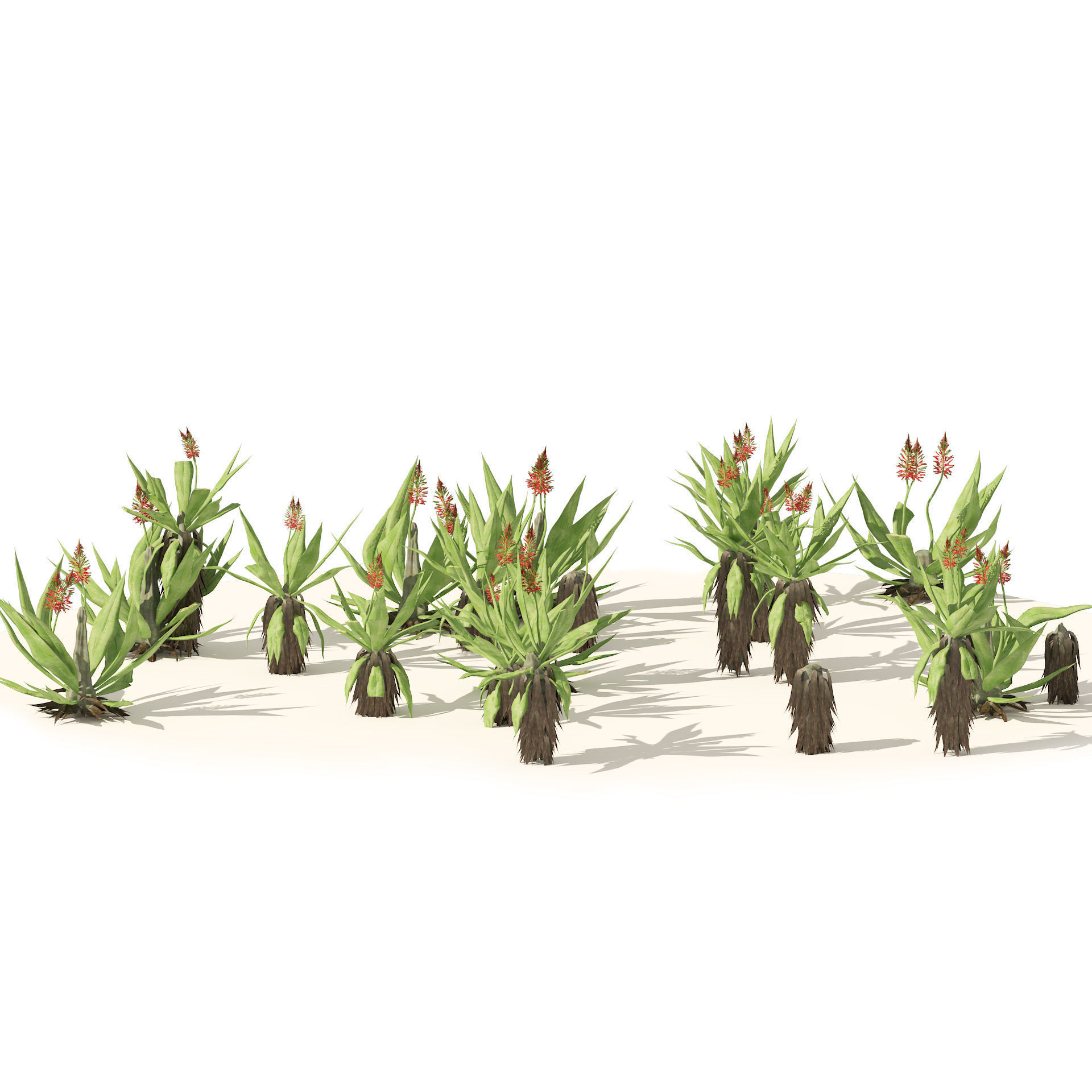 Aloe Vera Cluster 3D model_3