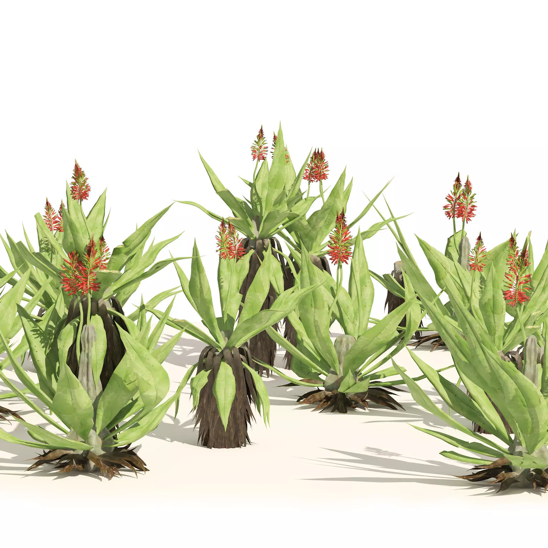 Aloe Vera Cluster 3D model_0