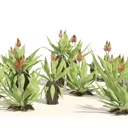Aloe Vera Cluster 3D model