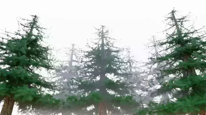 Pine Tree