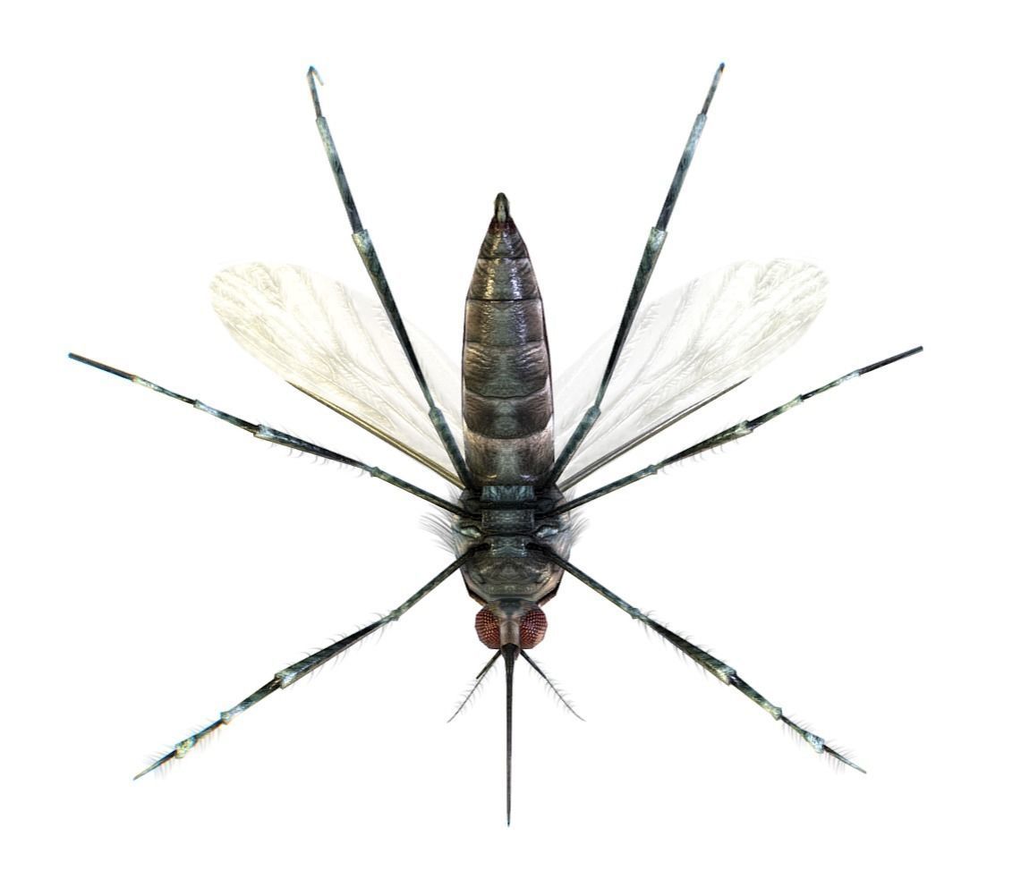 LowPoly Big Realistic Mosquito Low-poly 3D model_9