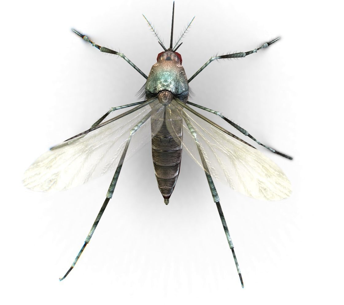 LowPoly Big Realistic Mosquito Low-poly 3D model_5