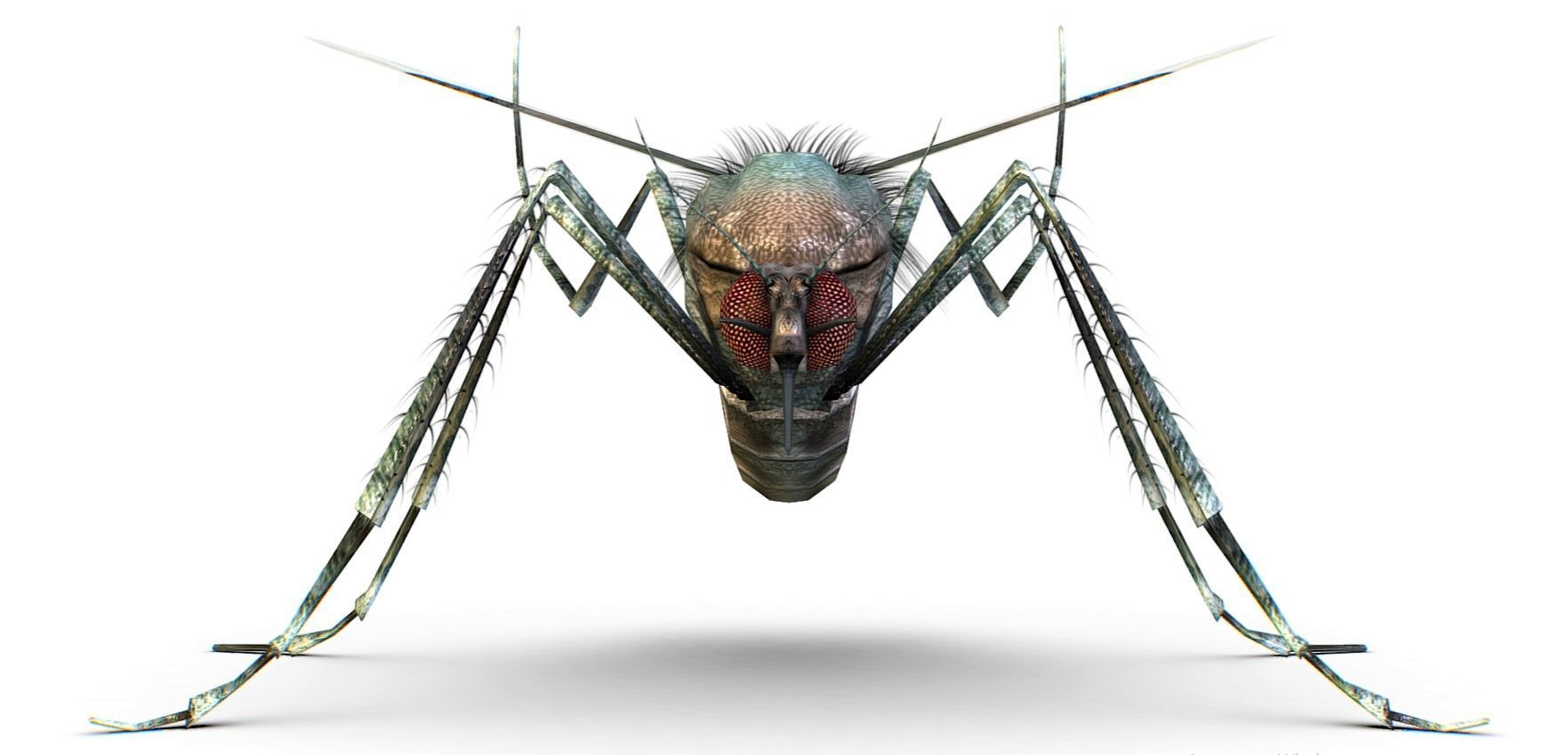 LowPoly Big Realistic Mosquito Low-poly 3D model_3
