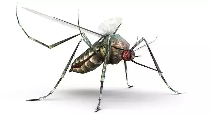 LowPoly Big Realistic Mosquito