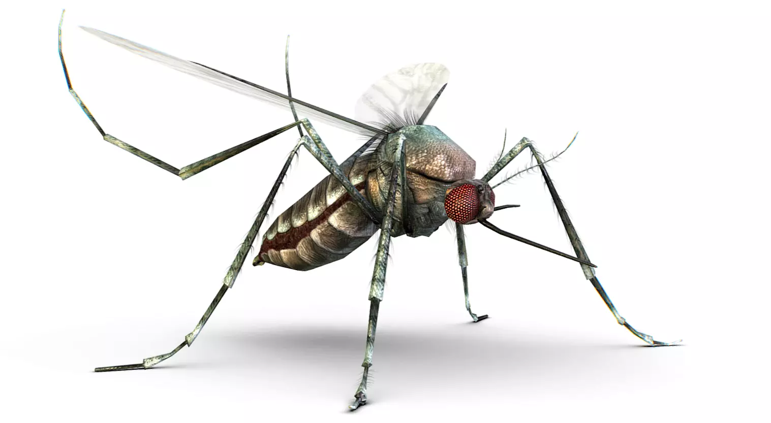LowPoly Big Realistic Mosquito Low-poly 3D model_0
