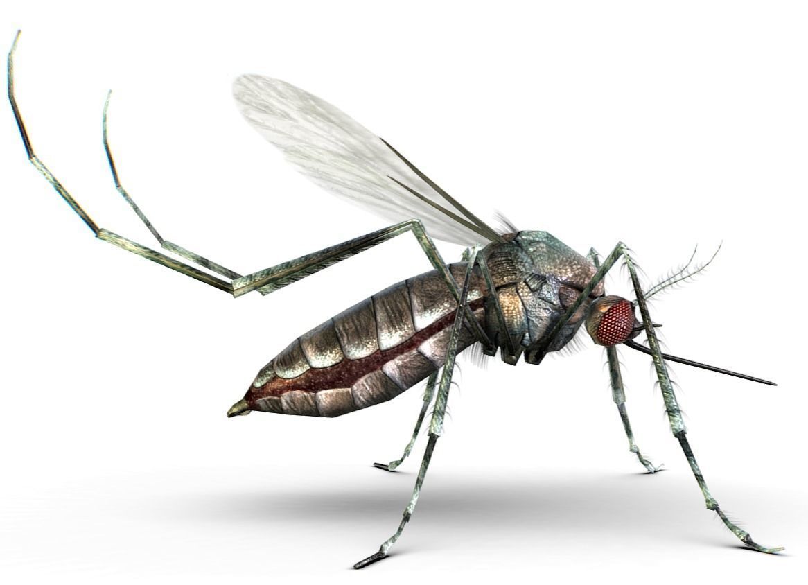 LowPoly Big Realistic Mosquito Low-poly 3D model_1