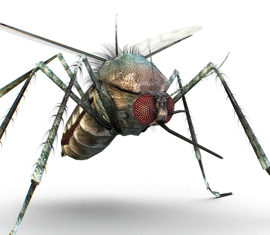 LowPoly Big Realistic Mosquito Low-poly 3D model_2