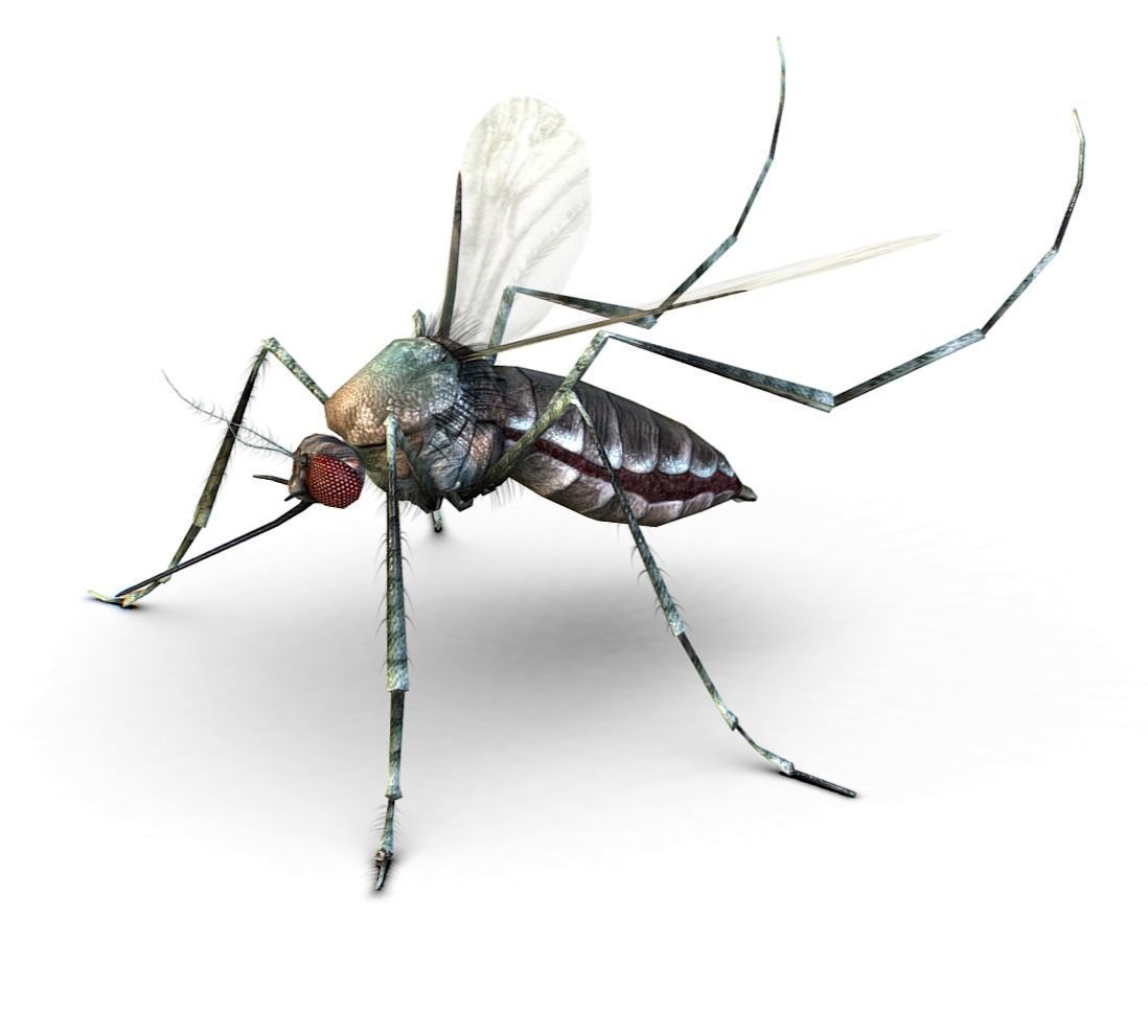 LowPoly Big Realistic Mosquito Low-poly 3D model_8