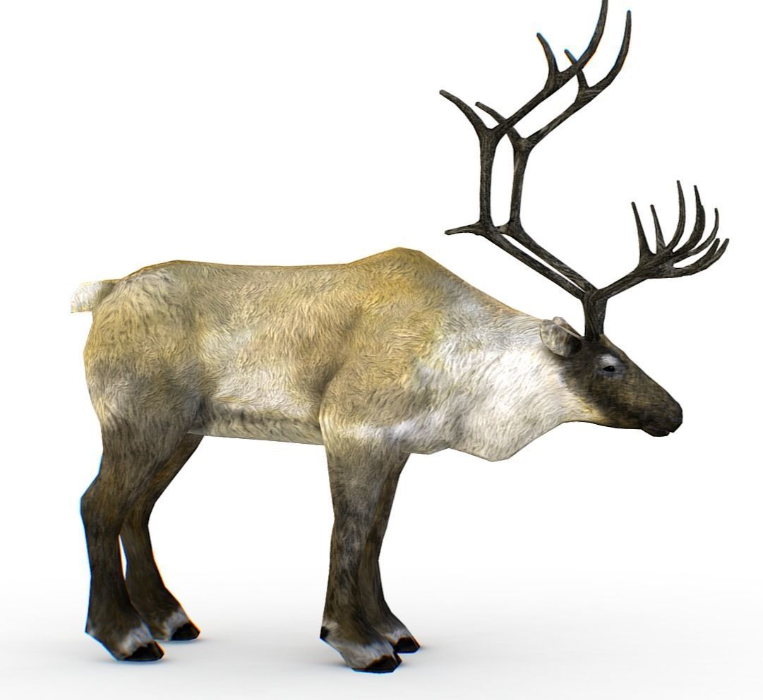 LowPoly Realistic Reindeer Low-poly 3D model_1