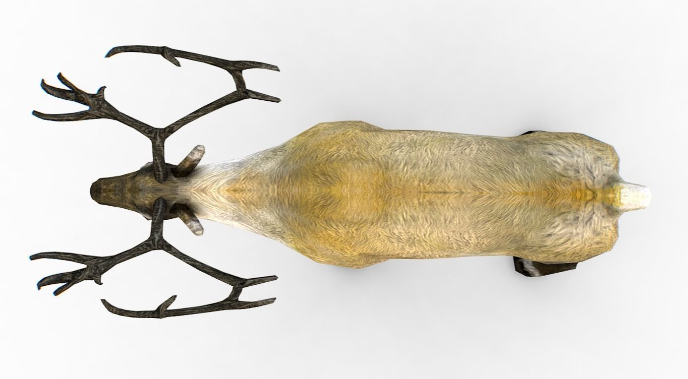 LowPoly Realistic Reindeer Low-poly 3D model_3